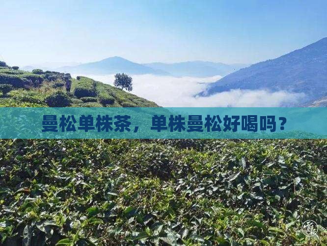 曼松单株茶好喝吗