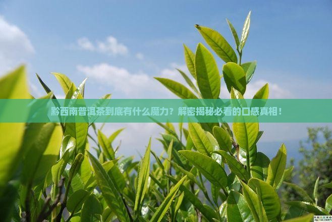 黔西南普洱茶的特点和特点