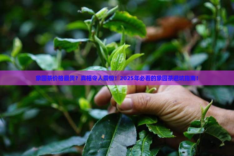 象园茶价格最贵