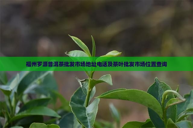 福州罗源普洱茶批发