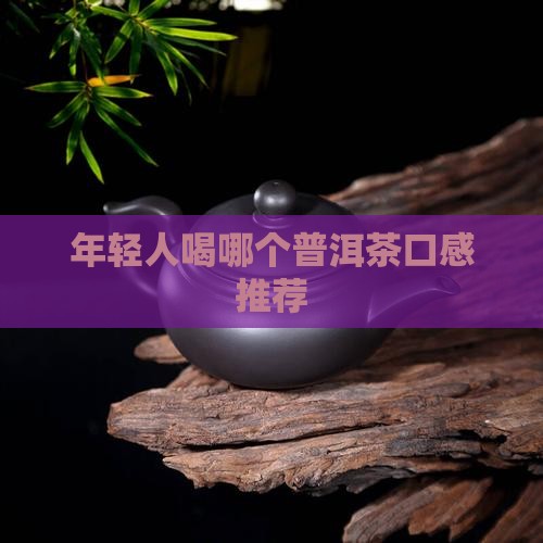 年轻人喝哪种普洱茶