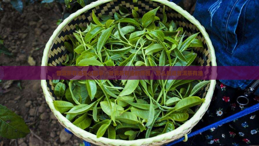 普洱茶里有油是怎么回事