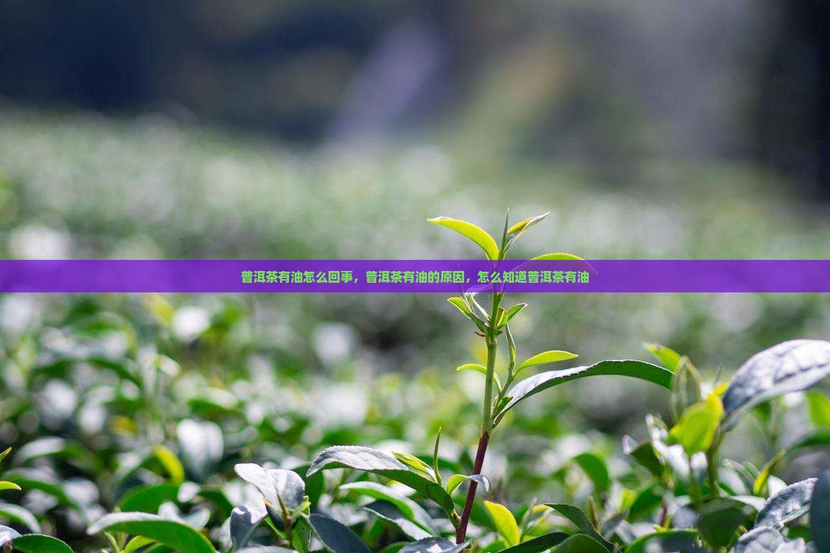 普洱茶里有油是怎么回事