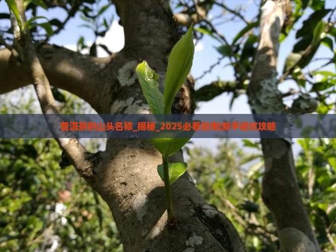 普洱茶的山头名称 普洱茶的山头名称