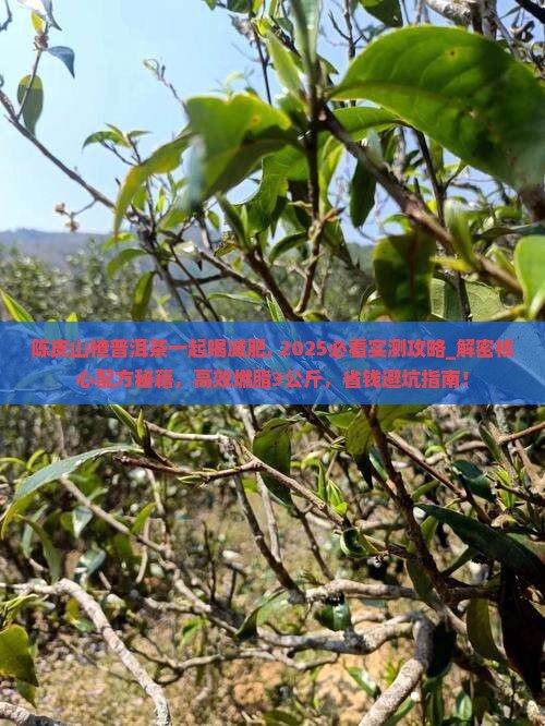 陈皮山楂普洱茶一起喝减肥