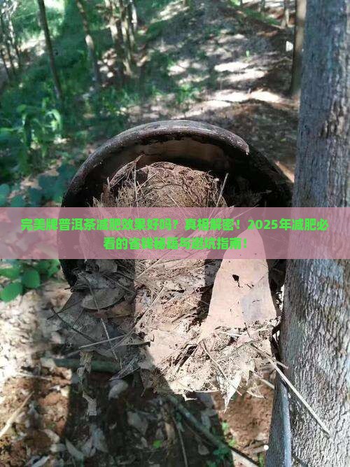 完美牌普洱茶减肥效果好吗