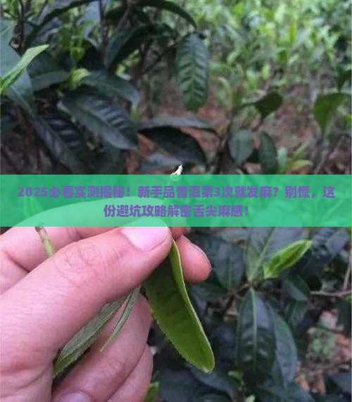品饮普洱茶舌尖发麻为何