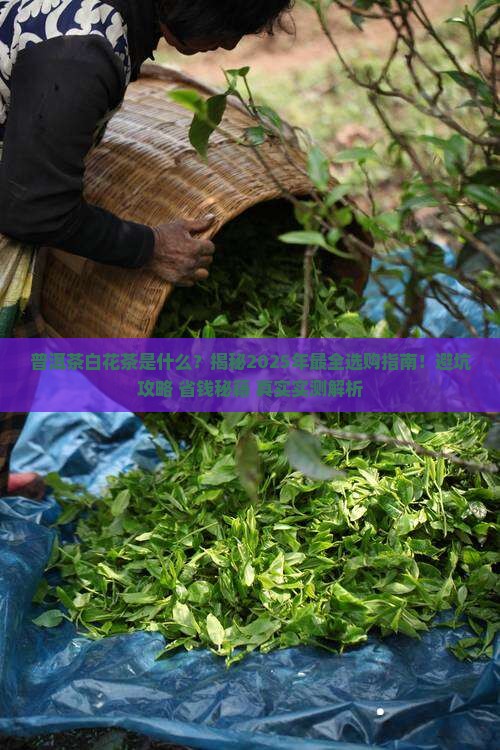 普洱茶白花茶是什么