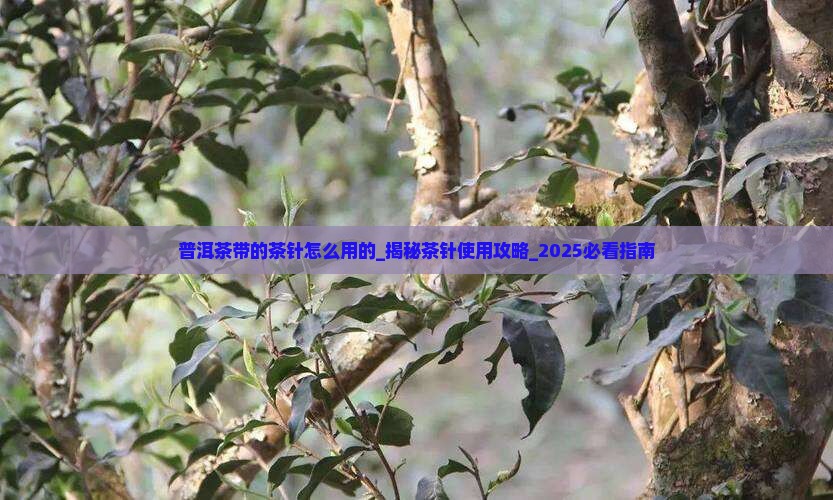 普洱茶带的茶针怎么用的