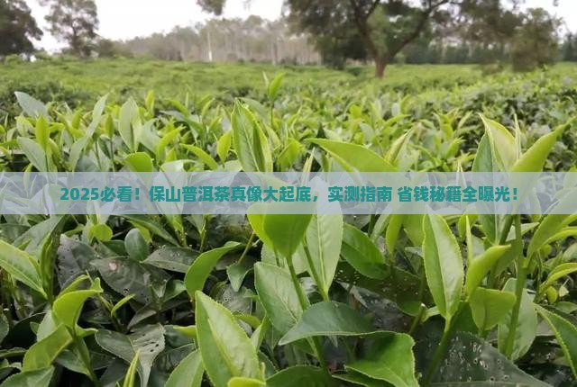 保山市的普洱茶怎么样啊
