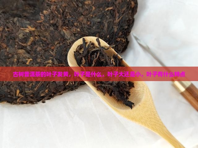 古树普洱茶的叶子