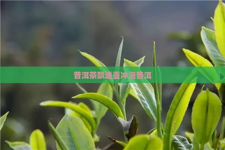 普洱茶飘逸壶冲泡