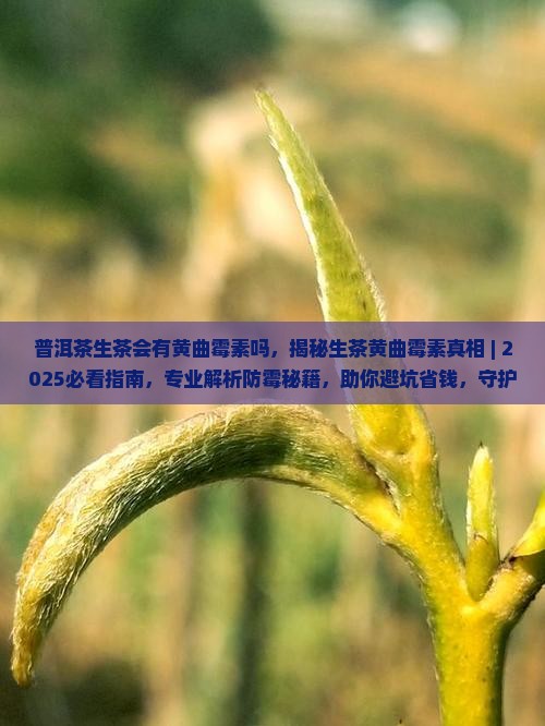 普洱茶生茶会有黄曲霉素吗