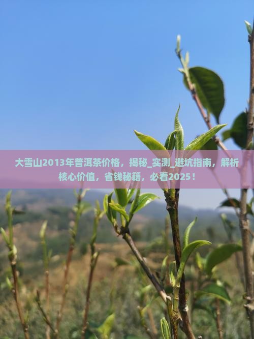 大雪山2013年普洱茶价格