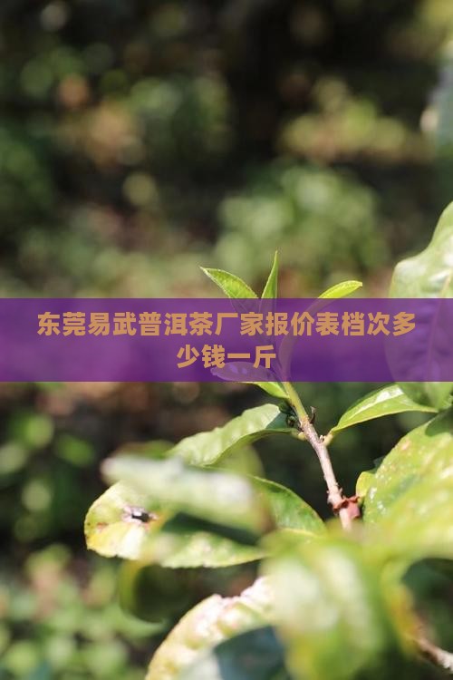 东莞易武普洱茶
