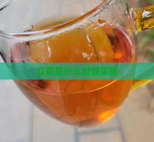 红茶是什么时候采摘