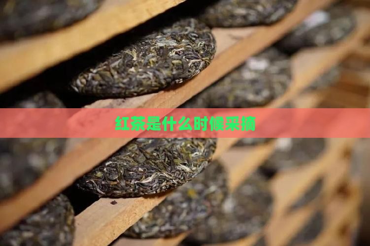 红茶是什么时候采摘