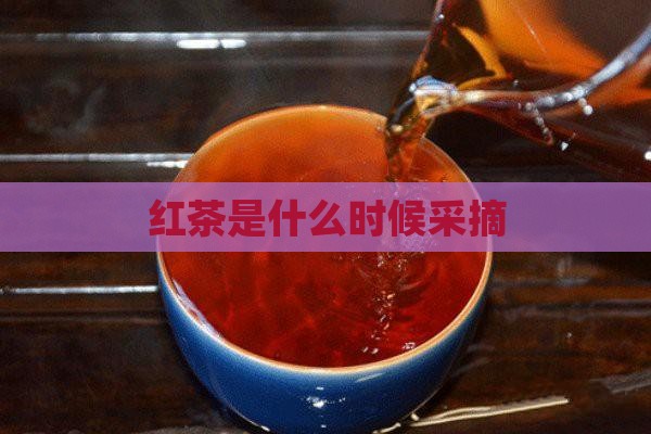 红茶是什么时候采摘