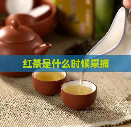 红茶是什么时候采摘