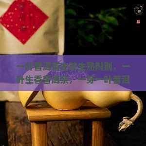 一叶普洱茶生茶