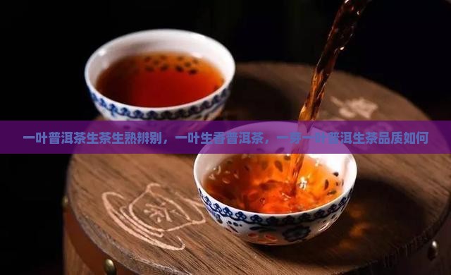 一叶普洱茶生茶