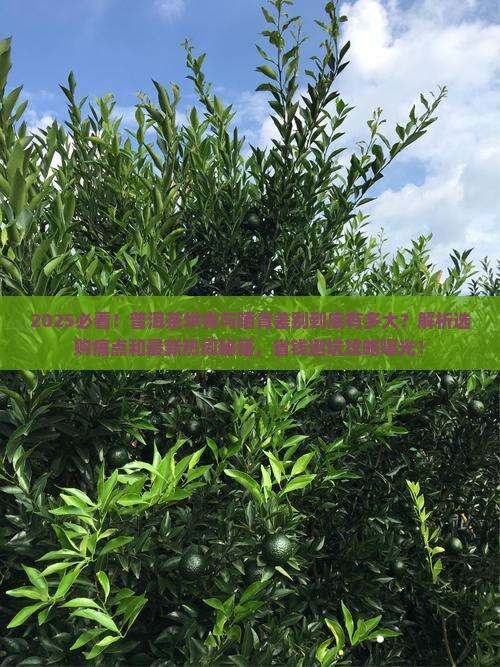 普洱茶烘青与晒青差别