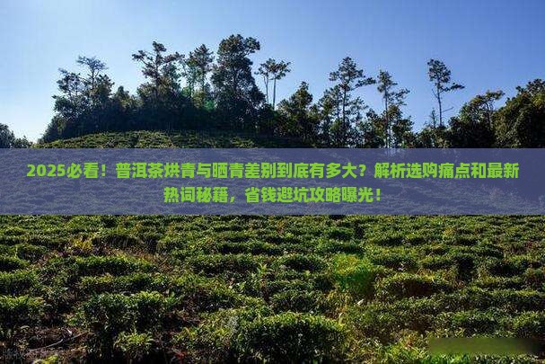 普洱茶烘青与晒青差别