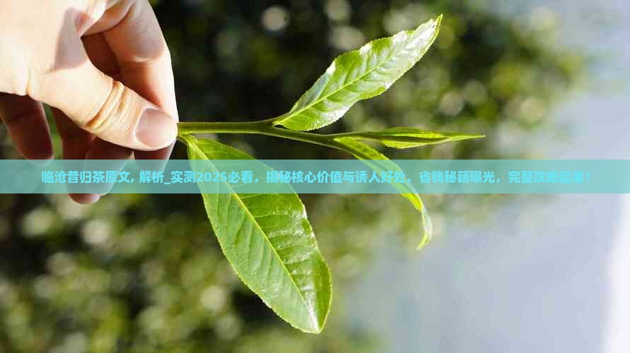 临沧昔归茶原文