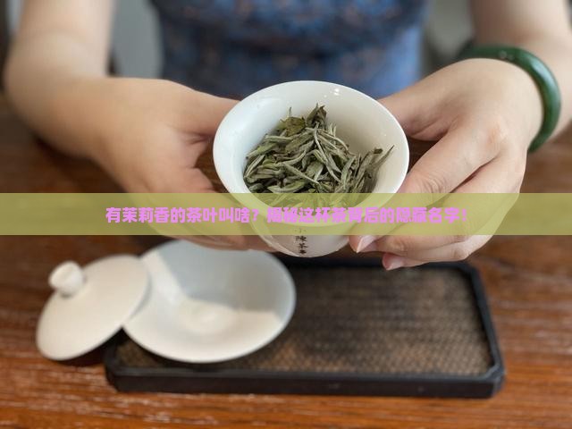 有茉莉香的茶叶叫啥