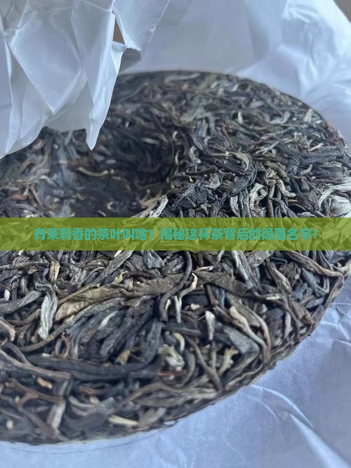 有茉莉香的茶叶叫啥