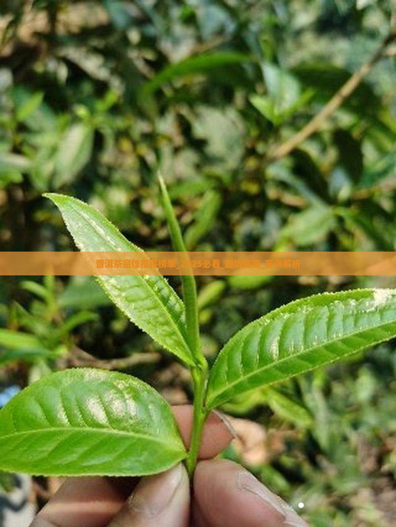 普洱茶品牌推荐榜单