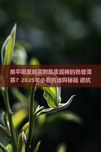 南平品质好的熟普洱茶在哪里买