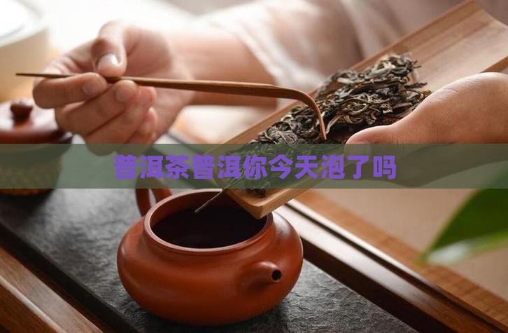 普洱茶你今天泡了吗