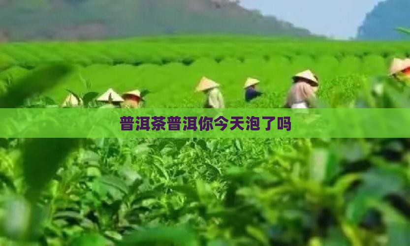 普洱茶你今天泡了吗