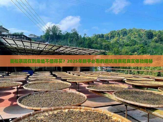 现在的曼松茶怎么样