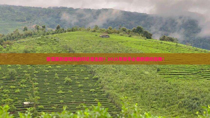 普洱茶吃熟的还是生的好