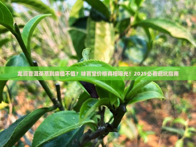 味茗堂普洱茶价格龙润普洱茶萃