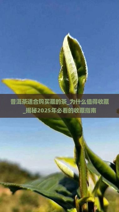 普洱茶适合购买藏的茶
