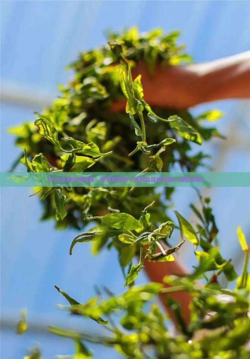 普洱茶喝多了尿检呈阳性吗