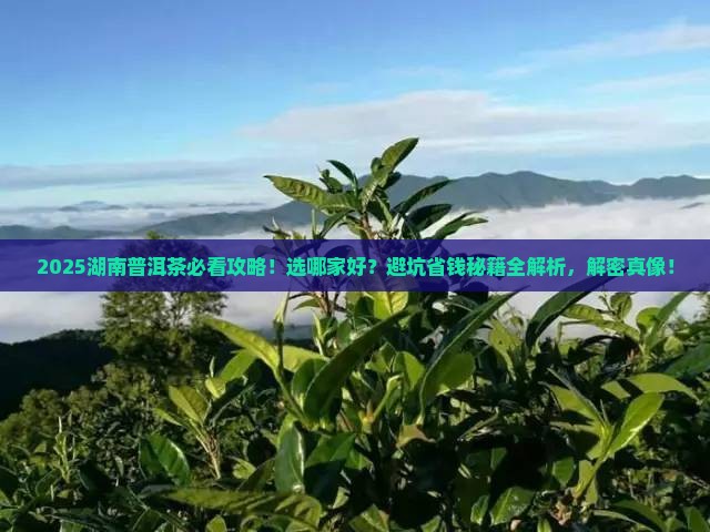 湖南普洱茶选哪家好