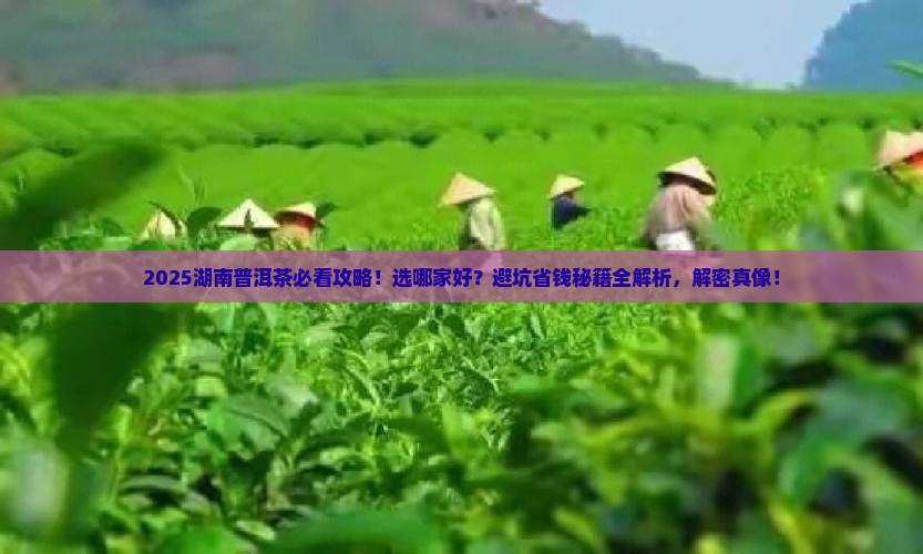 湖南普洱茶选哪家好
