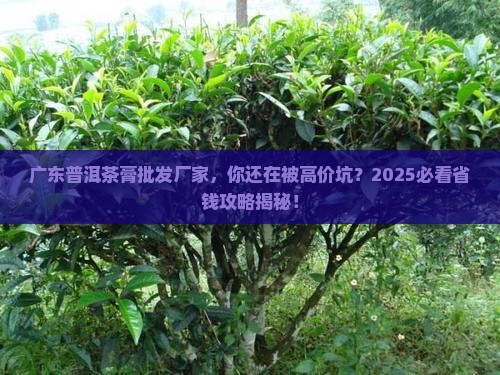 广东普洱茶膏批发厂家