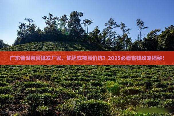 广东普洱茶膏批发厂家