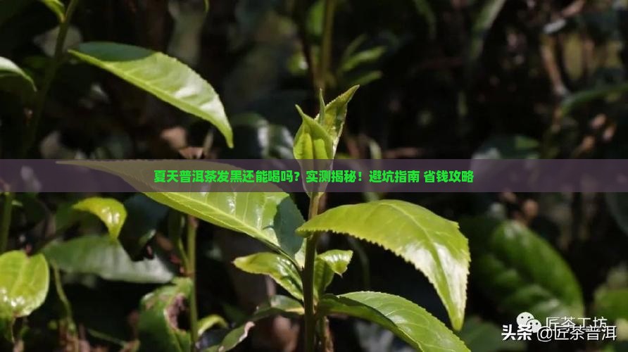 夏天普洱茶发黑吗还能喝吗