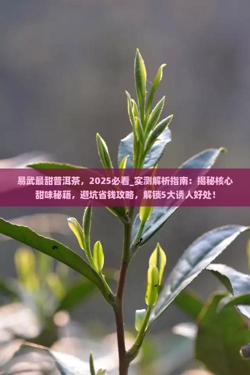 易武最甜普洱茶