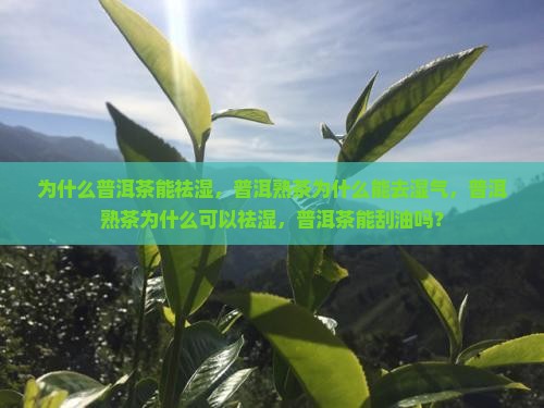 为什么普洱茶能祛湿