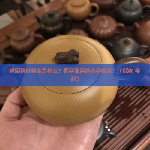 猫屎茶叶是什么东西