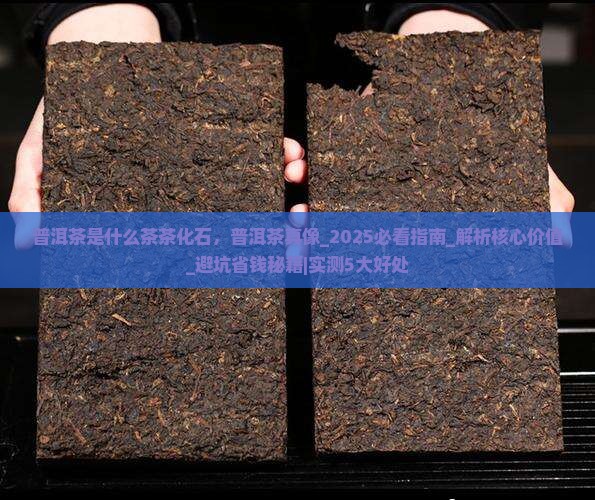 普洱茶是什么茶茶化石