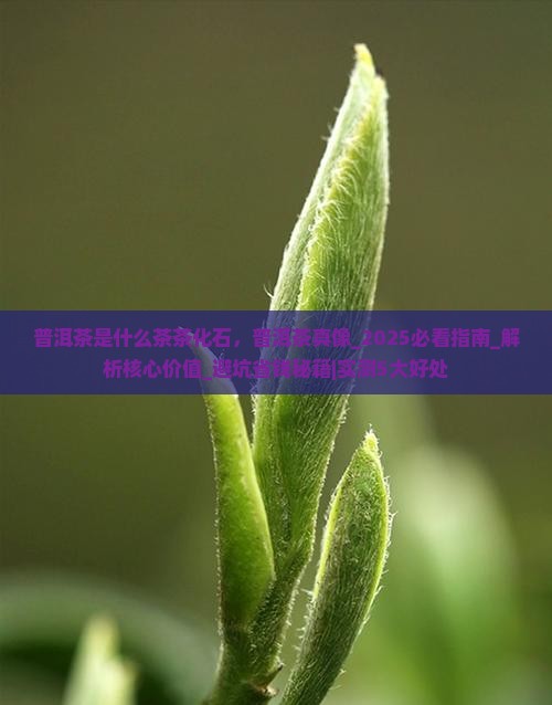 普洱茶是什么茶茶化石