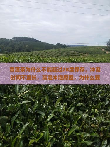普洱茶为什么不能超过28度